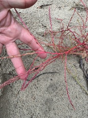 Corispermum declinatum