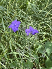 Ruellia nudiflora