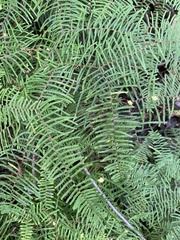 Gleichenia