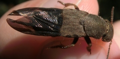 Platydracus maculosus