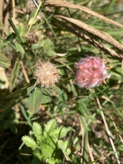 Trifolium fragiferum