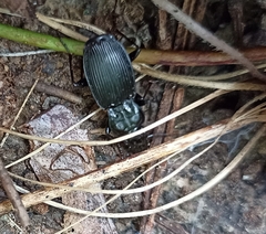 Carabidae