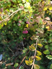 Symphoricarpos orbiculatus