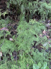 Gleichenia