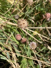 Trifolium fragiferum