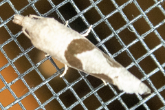 Pelochrista similiana