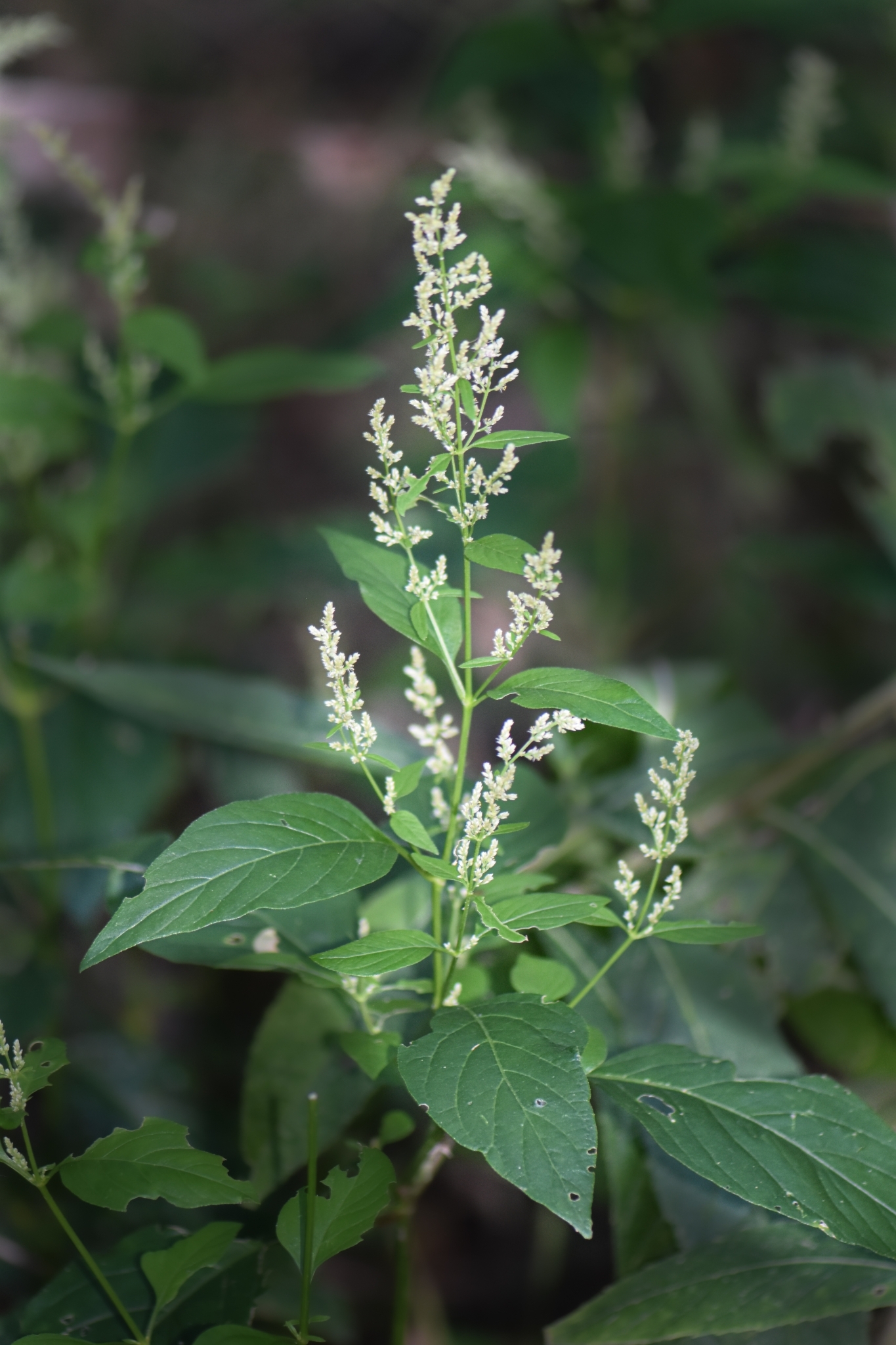 Iresine rhizomatosa