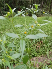 Bidens connata