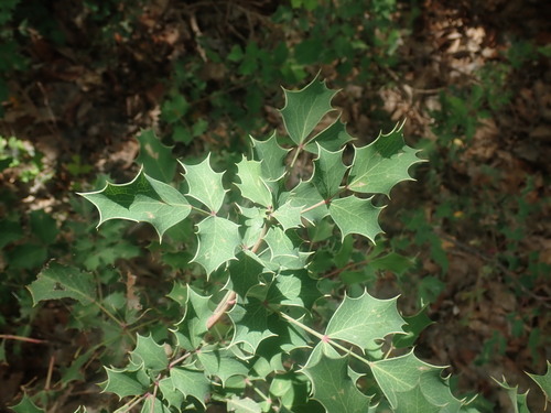 Image of Berberis wilcoxii by no rights reserved