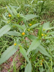 Bidens connata