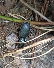 Carabidae