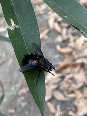 Paradejeania rutilioides