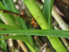 Echthromorpha agrestoria