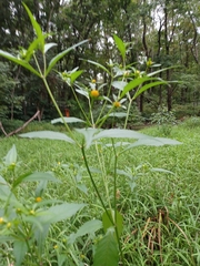 Bidens connata