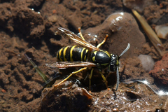 Vespula acadica
