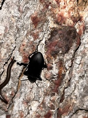 Alobates pensylvanicus