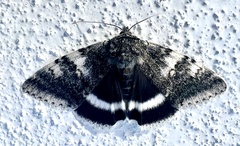 Catocala relicta