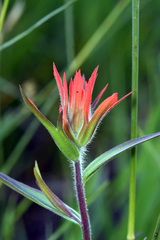 Castilleja miniata miniata