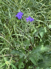 Ruellia nudiflora