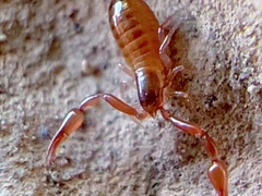 Pseudoscorpiones