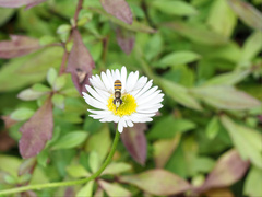 Sphaerophoria macrogaster