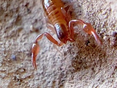 Pseudoscorpiones