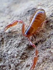 Pseudoscorpiones