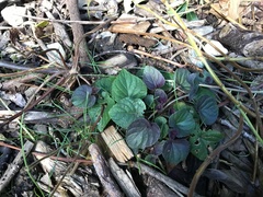 Viola riviniana