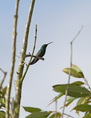 Anthracothorax viridigula