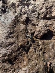 Cicindela depressula