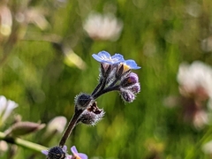 Myosotis arvensis