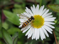 Sphaerophoria macrogaster