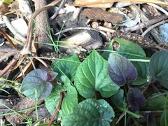 Viola riviniana
