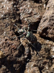 Cicindela depressula