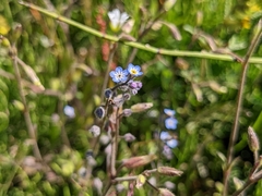 Myosotis arvensis