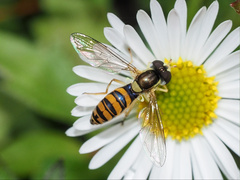 Sphaerophoria macrogaster