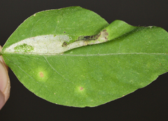 Macrosaccus morrisella