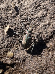Cicindela depressula