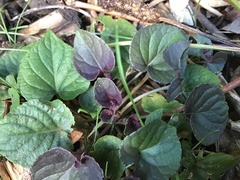 Viola riviniana