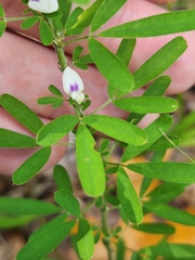 Lespedeza cuneata