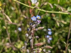 Myosotis arvensis