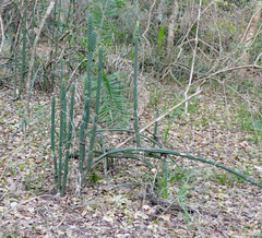 Praecereus euchlorus