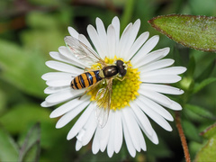 Sphaerophoria macrogaster