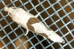 Pelochrista similiana