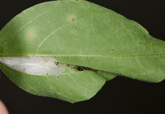 Macrosaccus morrisella