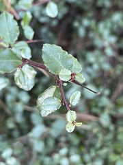 Rhamnus crocea