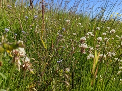 Myosotis arvensis