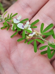 Lespedeza cuneata