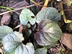 Viola riviniana