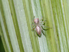 Cytaea